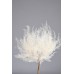 MOUNTAIN FERN LARGE 20"  14 '  Bleached